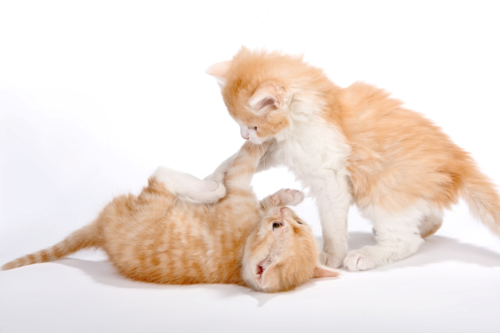 28 Top Images Cats Playing Or Fighting Video Two Cats Playing On The Ground Free Image