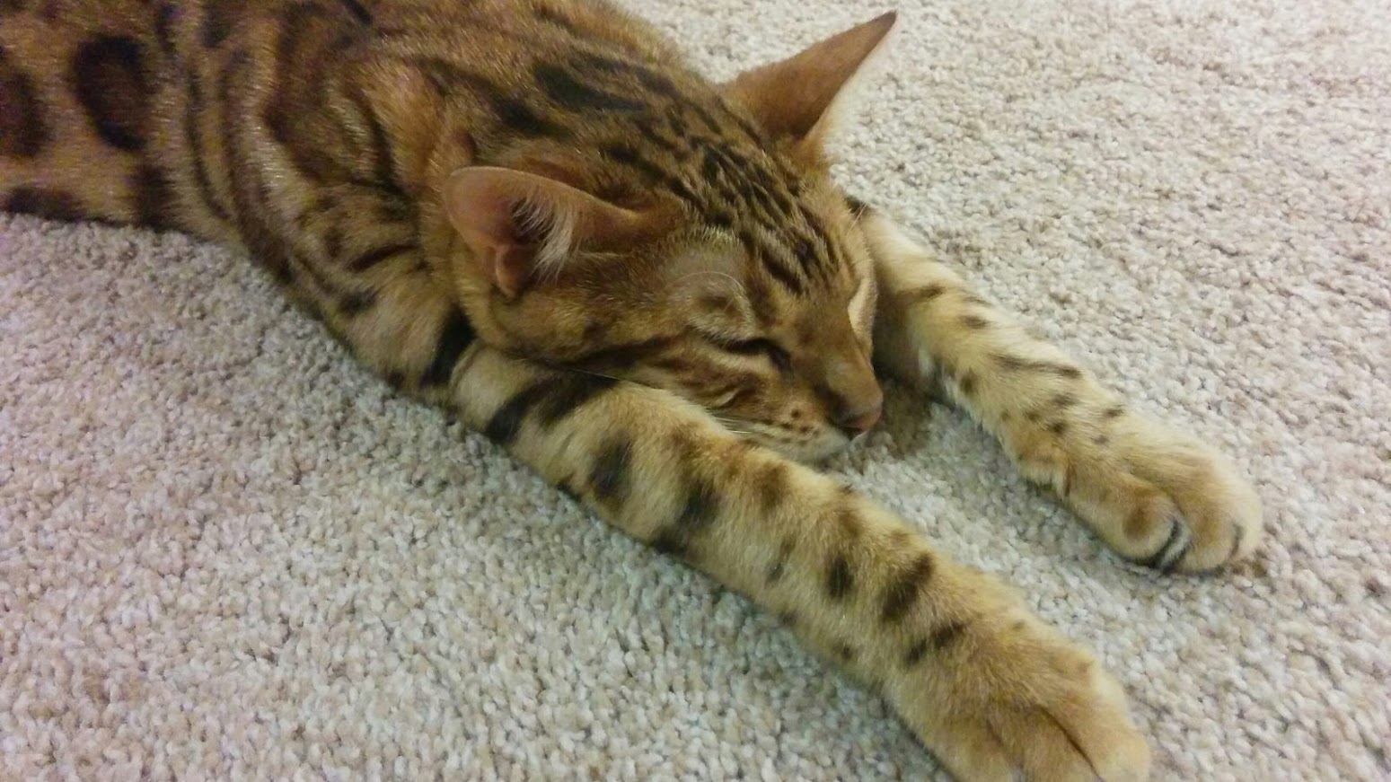 Xena Bengal Cat Passed Out