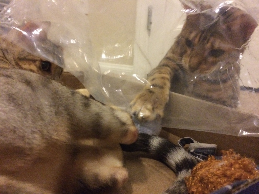Are Bengal Cats Aggressive BlindBengal