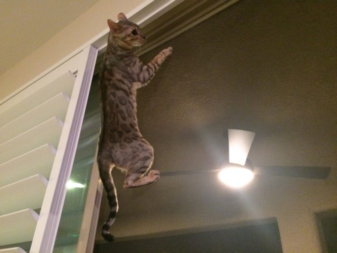 Are Bengal Cats Aggressive BlindBengal are-bengal-cats-aggressive-blindbengal