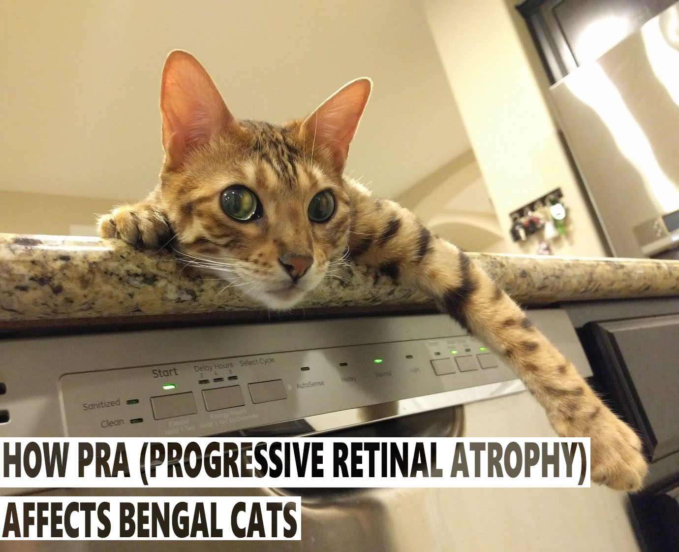 Progressive Retinal Atrophy Cat