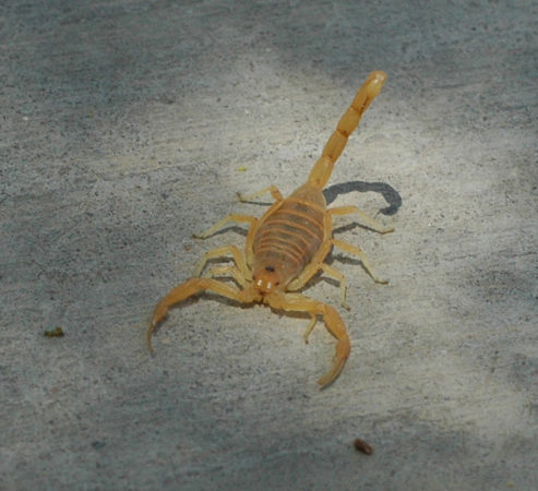 Do Scorpion Stings Affect Cats? - BlindBengal