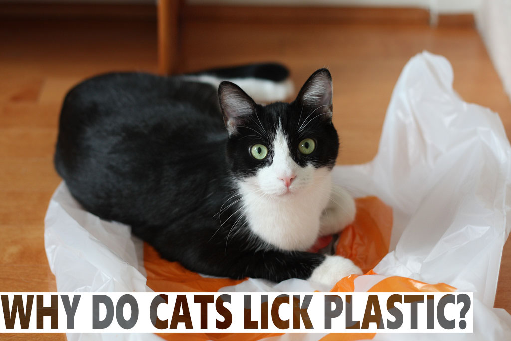 B&W Cat on Plastic Bag