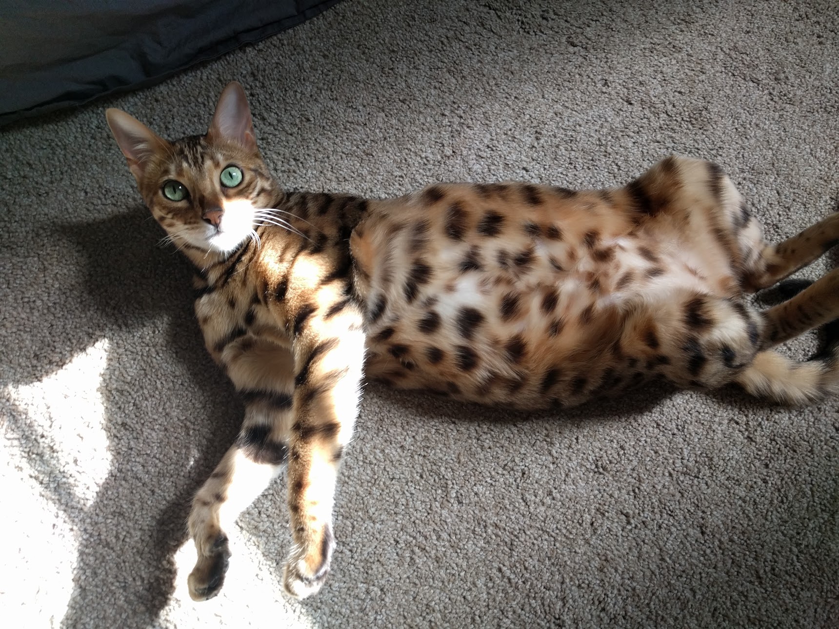 Do Bengal Cats Shed A Lot? - BlindBengal