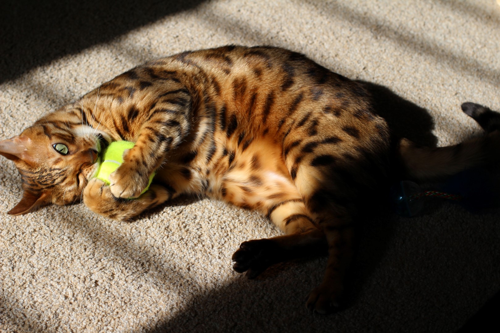 How Long Do Bengal Cats Live For BlindBengal