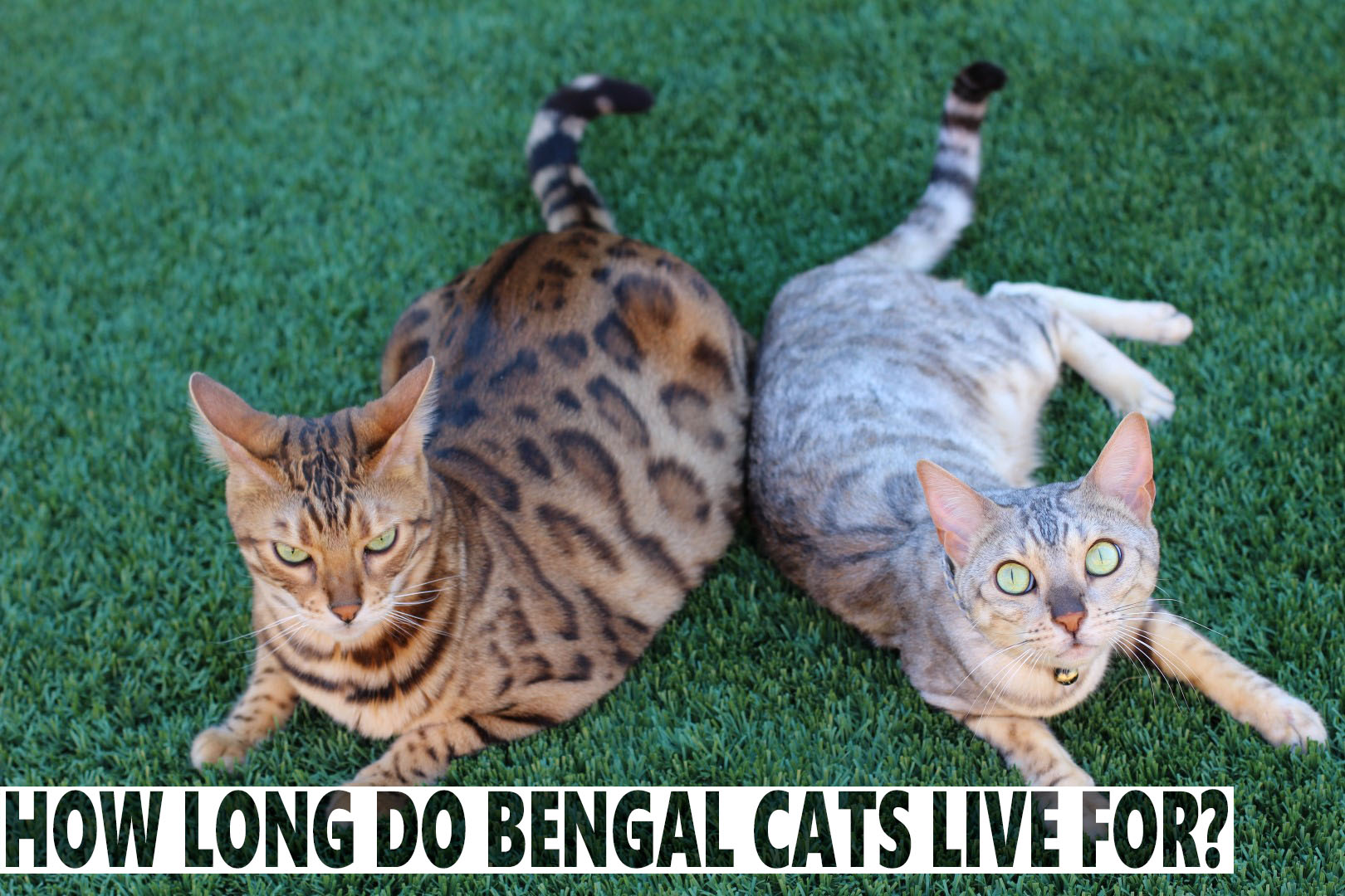 How Long Do Bengal Cats Live For BlindBengal