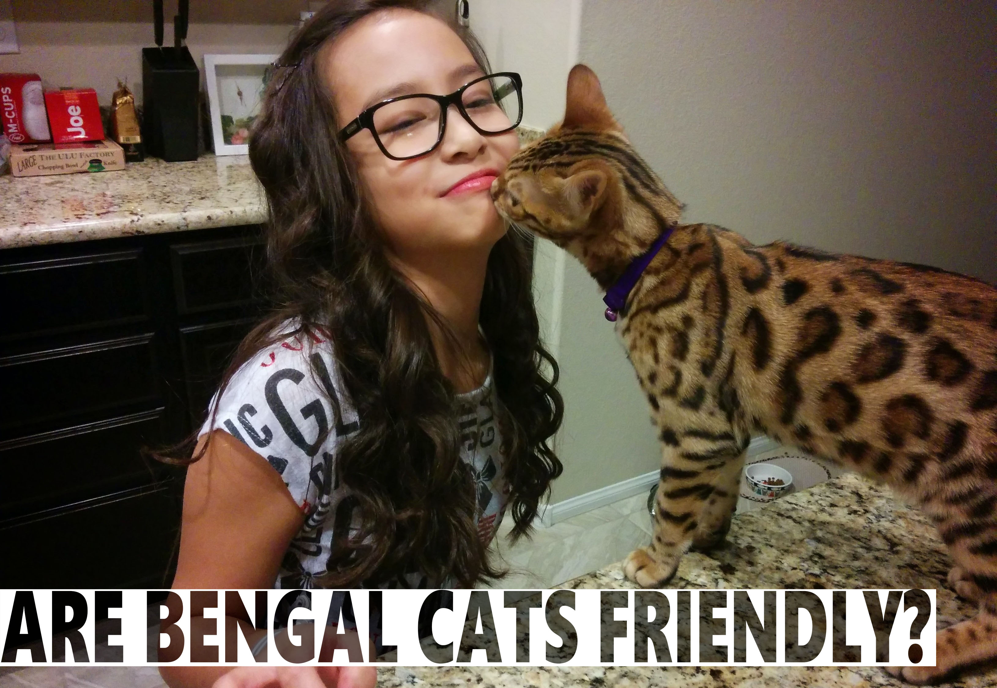 Are Bengal Cats Friendly 