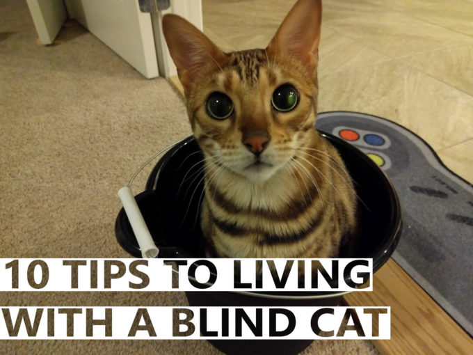 10 Tips To Living With A Blind Cat BlindBengal