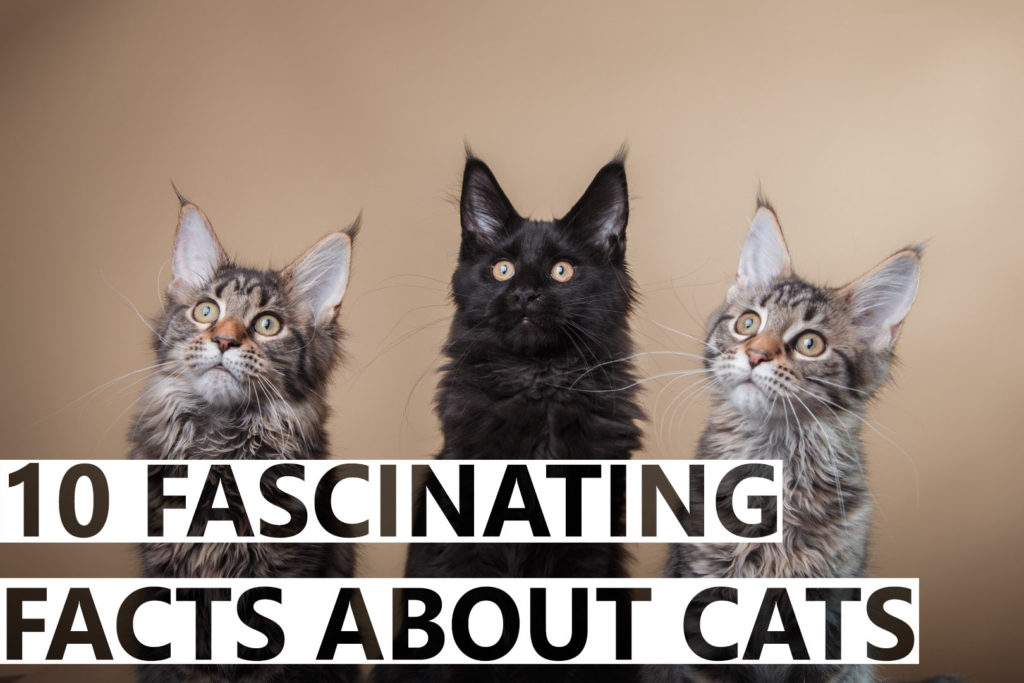 10 interesting facts about cats