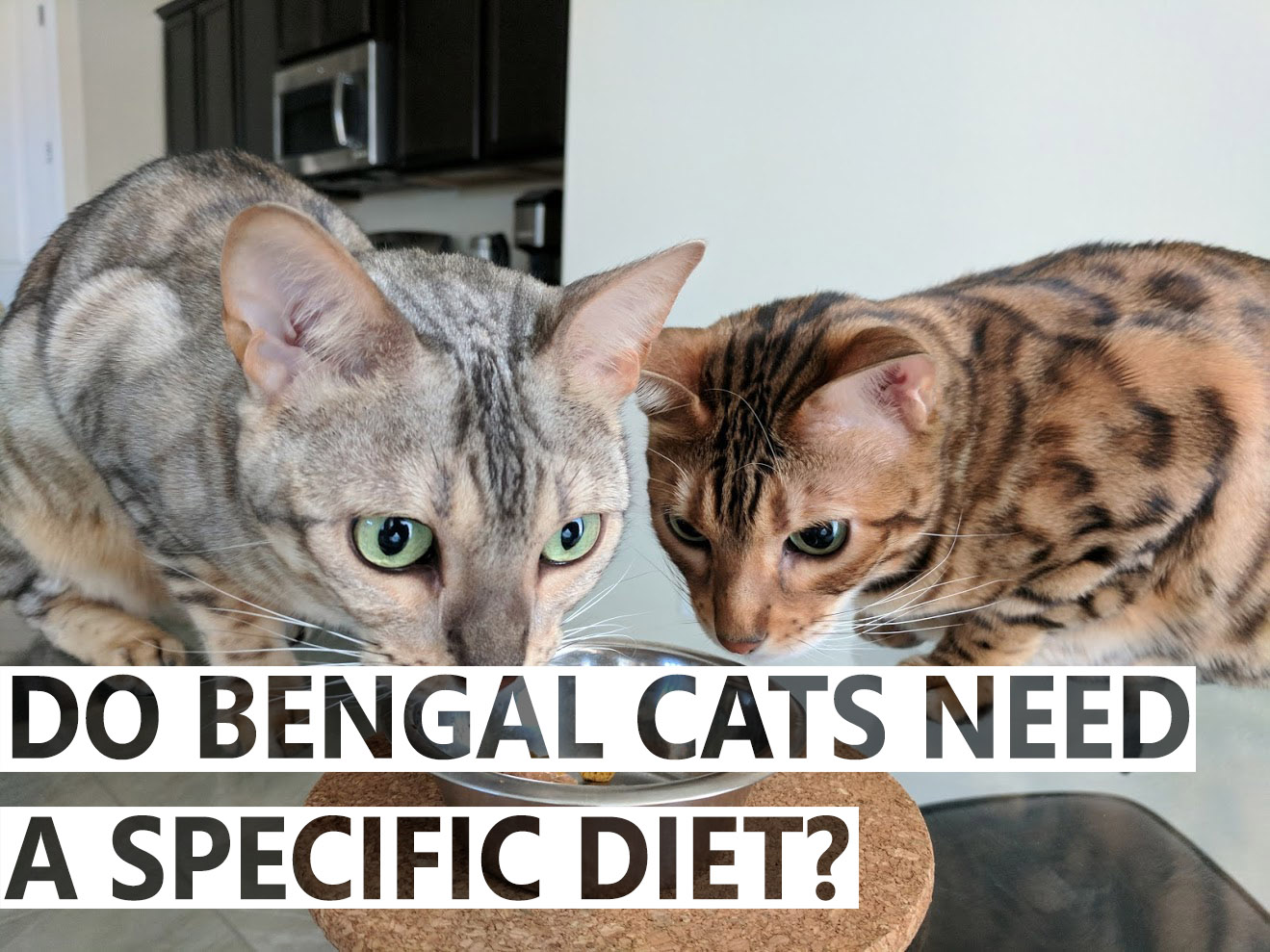 Best food for outlet bengal cats