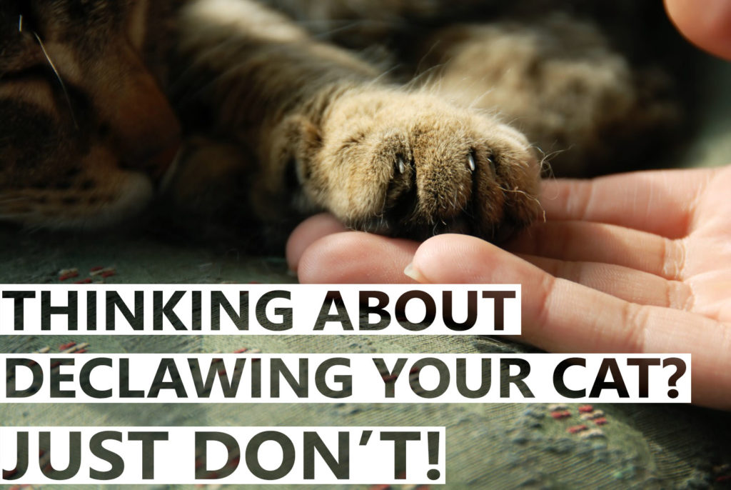 Thinking About Declawing Your Cat? Just don’t! - BlindBengal