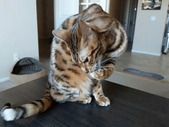 Thinking About Declawing Your Cat? Just don't! - BlindBengal