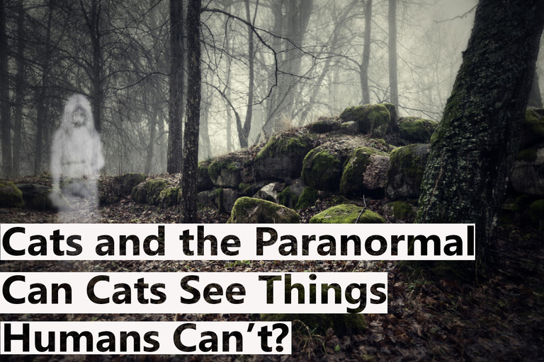 Cats and the Paranormal Can Cats See Things Humans Can’t? BlindBengal