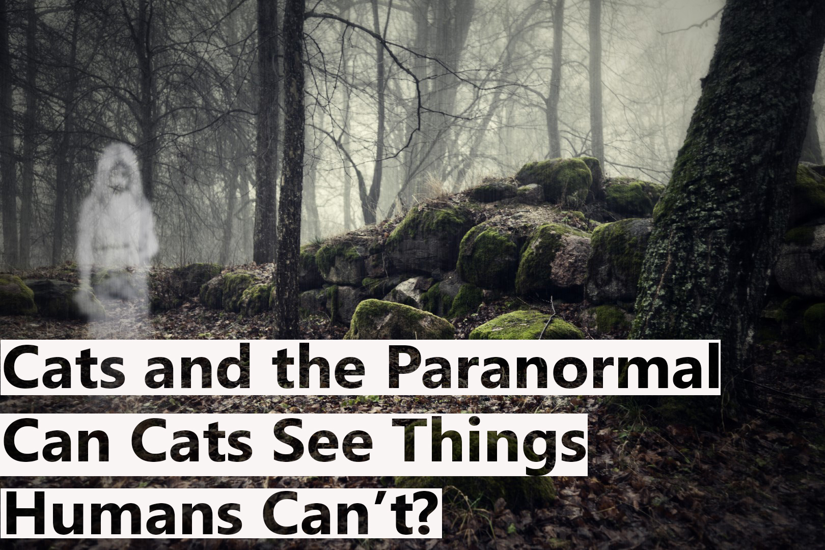 Cats And The Paranormal Can Cats See Things Humans Can T Blindbengal