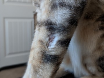 Common Skin Problems in Cats - BlindBengal