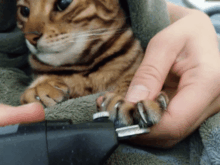 Why Do Bengal Cats Scratch Everything? - BlindBengal