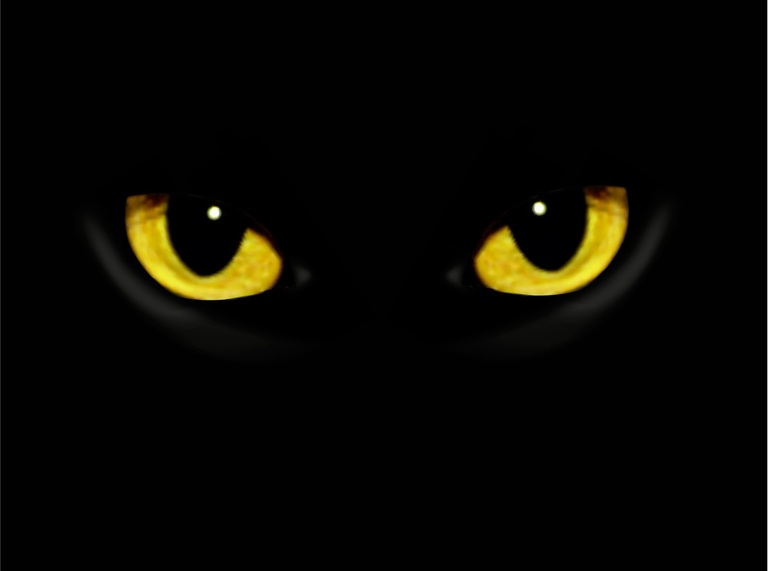 Cats and the Paranormal Can Cats See Things Humans Can’t? BlindBengal