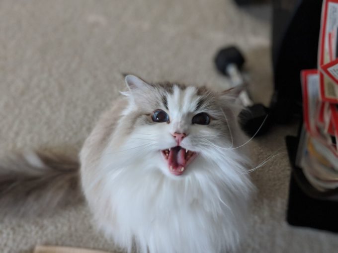 Cats and the Paranormal Can Cats See Things Humans Can’t? BlindBengal