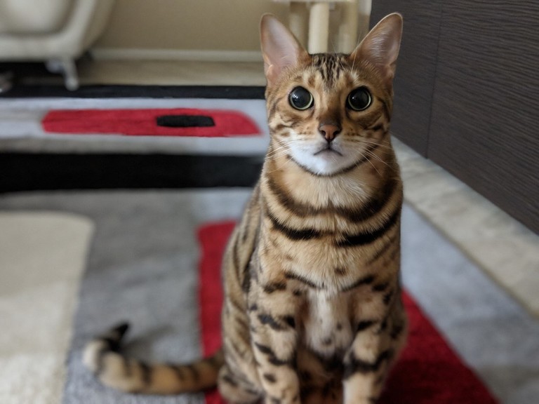 Cats and the Paranormal Can Cats See Things Humans Can’t? BlindBengal