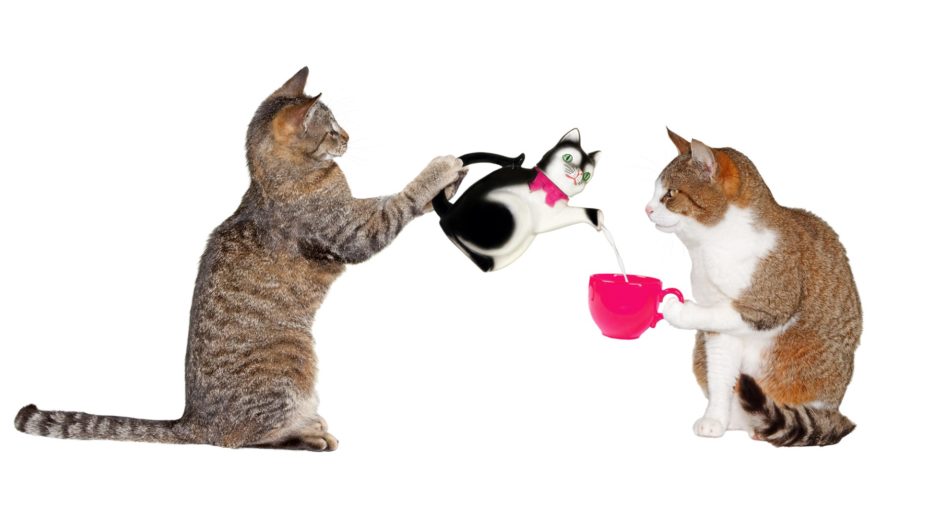 Why Do Some Cats Eat With Their Paws? BlindBengal