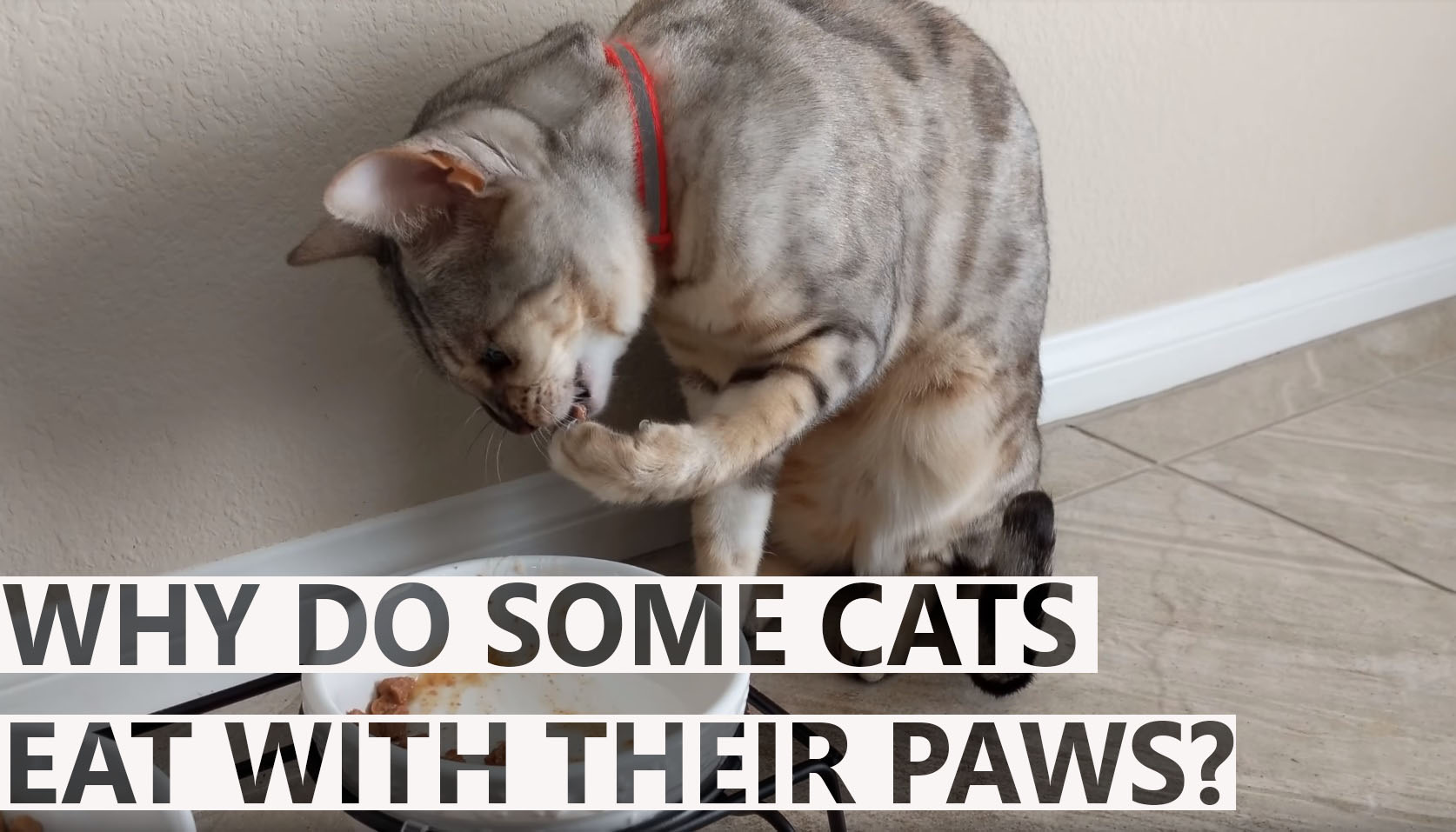 Why Do Some Cats Eat With Their Paws BlindBengal